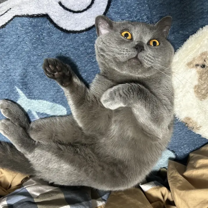 Cassandra 的宠物名叫 Taitai Cassandra 的宠物名叫 Taitai