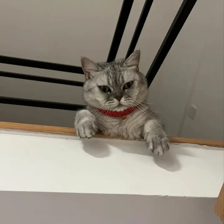 Kyle 的宠物名叫 Leo Kyle 的宠物名叫 Leo