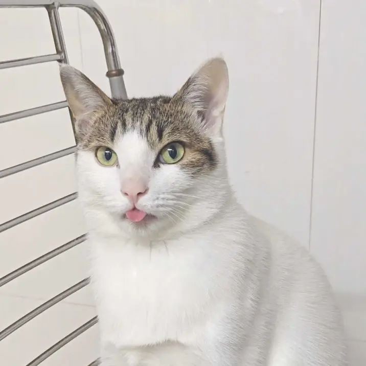 Suyor 的宠物名叫 Sumer Suyor 的宠物名叫 Sumer