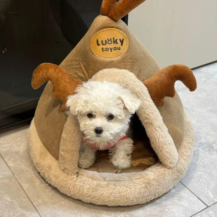 杰涛的宠物名字叫旺旺 杰涛的宠物名字叫旺旺