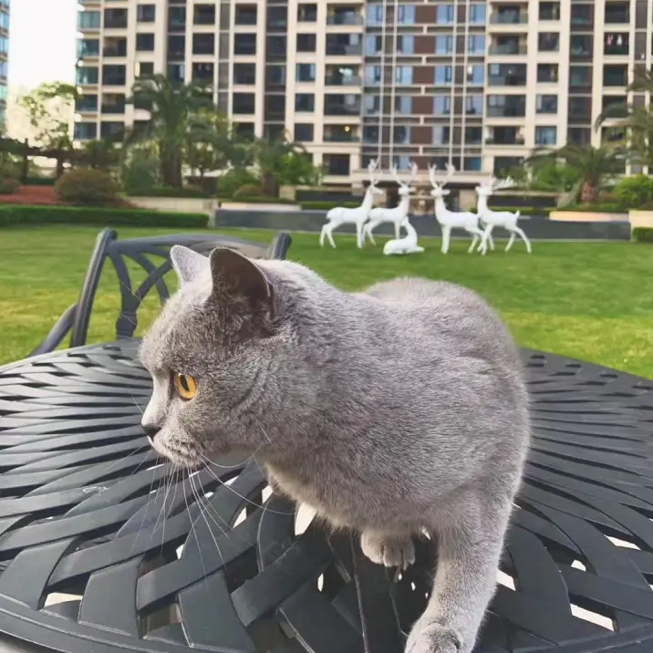 Falida 的宠物名叫 Noura Falida 的宠物名叫 Noura