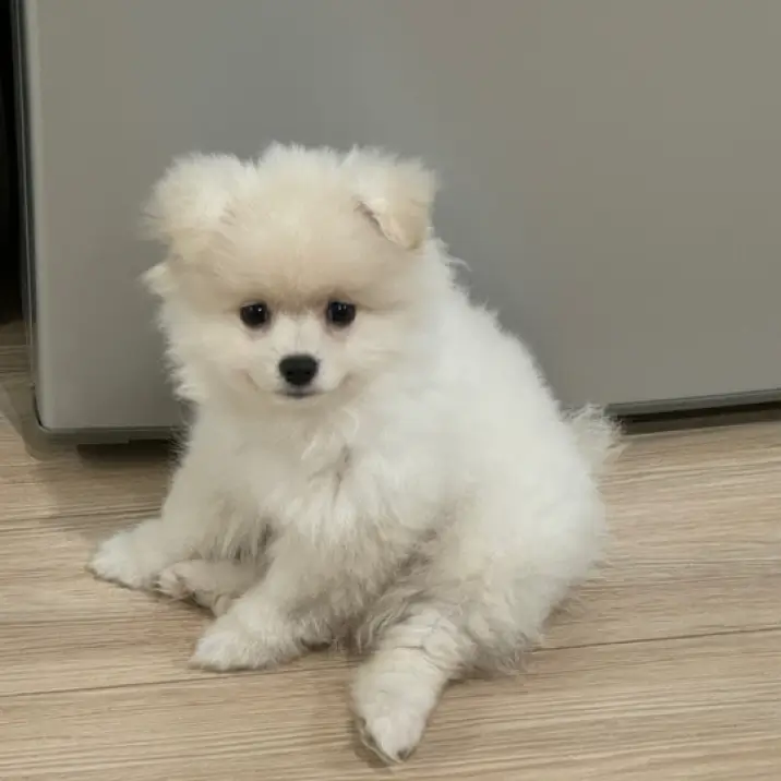 Allie 的宠物名叫 Qiuqiu Allie 的宠物名叫 Qiuqiu