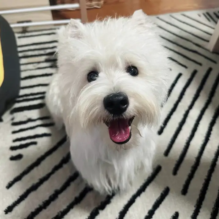 Kwon 的宠物名叫 Sock Kwon 的宠物名叫 Sock