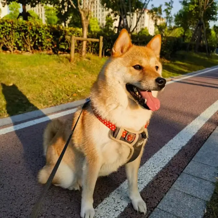 Yi 的宠物名叫 Five Yi 的宠物名叫 Five