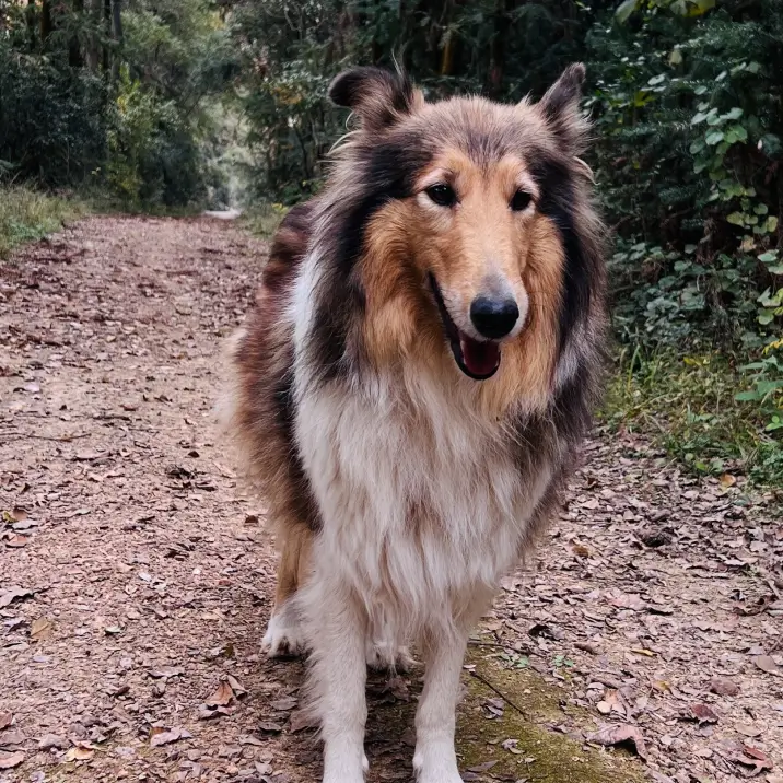 Carina 的宠物名叫 Dollar Carina 的宠物名叫 Dollar