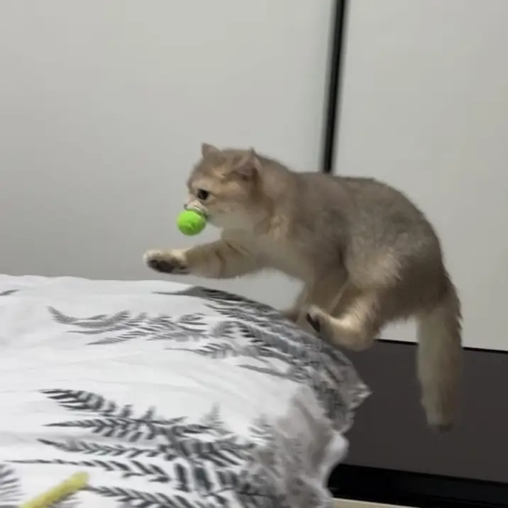 赛娜的宠物名字叫罗纳尔多 赛娜的宠物名字叫罗纳尔多