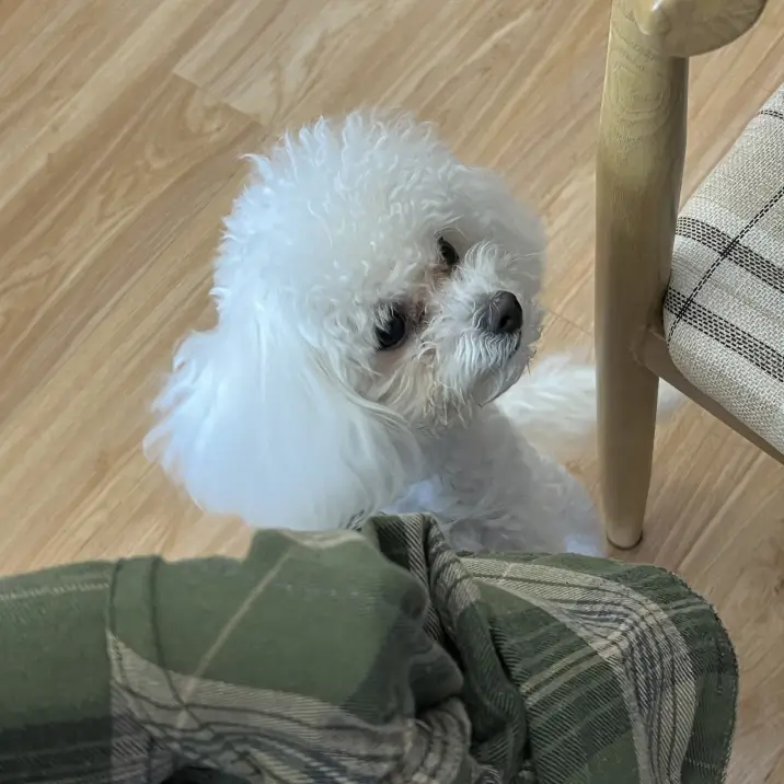 Chole 的宠物名叫 SnowWhite Chole 的宠物名叫 SnowWhite