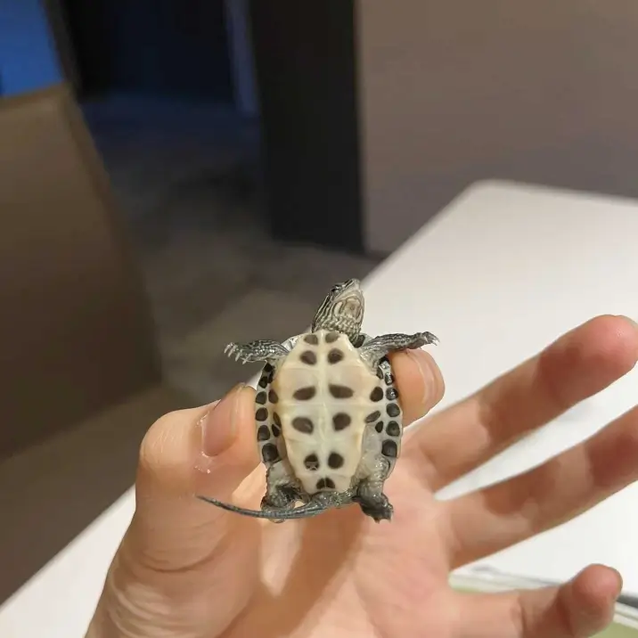 Wei 的宠物名叫 Xiaomi Wei 的宠物名叫 Xiaomi