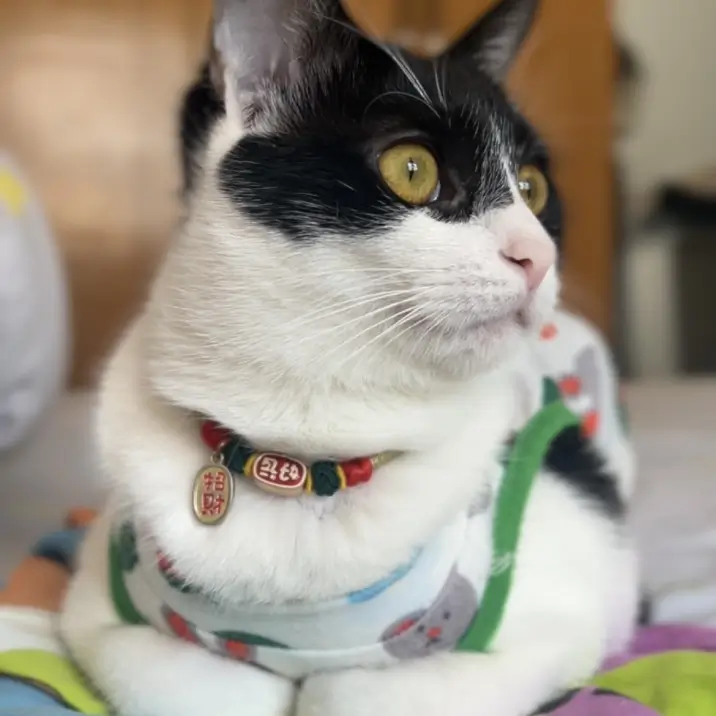 Carina 的宠物名叫 Sixsix Carina 的宠物名叫 Sixsix