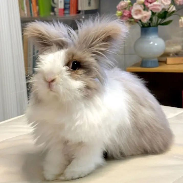 Eli 的宠物名叫 Ketchup Eli 的宠物名叫 Ketchup